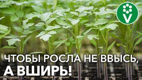 СДЕЛАЙТЕ ТАК И РАССАДА СТАНЕТ ТОЛСТОЙ и НЕ БУДЕТ ВЫТЯГИВАТЬСЯ!