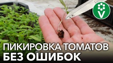 ОШИБКА ПРИ ПИКИРОВКЕ ТОМАТОВ, КОТОРАЯ УМЕНЬШИТ ВАШ УРОЖАЙ! Пикируем рассаду томатов по правилам