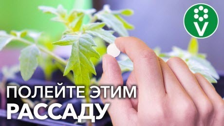 1 ТАБЛЕТКА И ЛЮБАЯ РАССАДА УКРЕПЛЯЕТСЯ ПРЯМО НА ГЛАЗАХ! Уникальный стимулятор роста растений