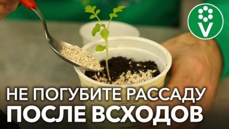 ВОТ ПОЧЕМУ РАССАДА НЕ РАСТЕТ! Устраните эти ошибки, и рассада вмиг пойдёт в рост!