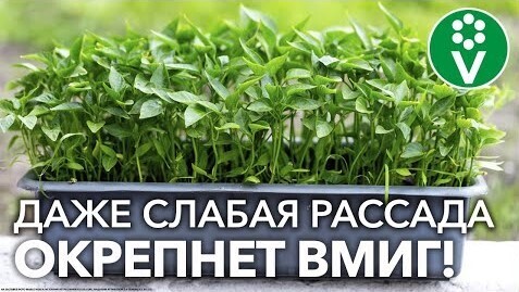 ХОТЯ БЫ РАЗ ПОДКОРМИТЕ РАССАДУ ЭТИМ! Дешевле не бывает, а результат налицо!