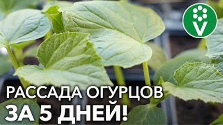 ОГУРЦЫ БУДУТ САМЫЕ РАННИЕ! Секреты посева огурцов на рассаду от опытного агронома