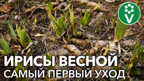 СДЕЛАЙТЕ ЭТО С ИРИСАМИ ВЕСНОЙ ДЛЯ ПОТРЯСАЮЩЕГО ЦВЕТЕНИЯ!