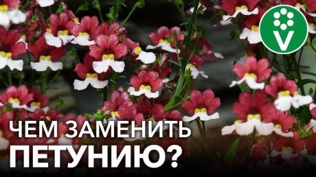 ЭТИ ЦВЕТЫ ЗАТМЯТ ПЕТУНИЮ! Обязательно посадите эти эффектные и неприхотливые цветы