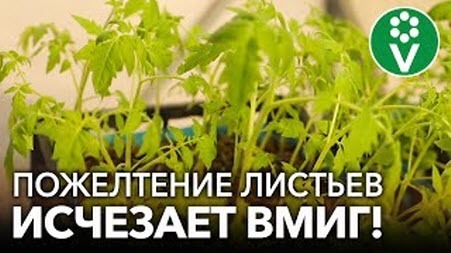 ЖЕЛТЕЮТ ЛИСТЬЯ У ТОМАТОВ? ВСЕ ИСПРАВЛЯЕТСЯ В МОМЕНТ