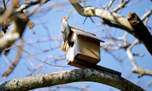 11 квітня: це цікаво знати