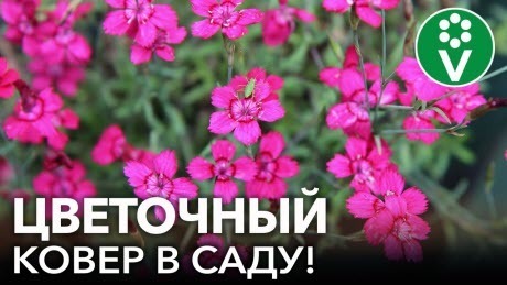 ЗАКРОЙТЕ ГОЛУЮ ЗЕМЛЮ ПОД ДЕРЕВЬЯМИ ЭТИМИ ПОЧВОПОКРОВНЫМИ ЦВЕТАМИ!