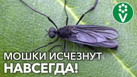 ОДНА ЧАЙНАЯ ЛОЖКА И МОШКИ В КОМНАТНЫХ ЦВЕТАХ И РАССАДЕ ИСЧЕЗНУТ