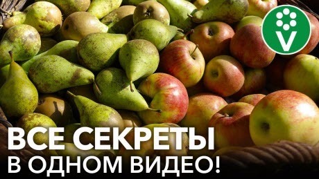 ЯБЛОНИ И ГРУШИ: САМОЕ ПОЛНОЕ РУКОВОДСТВО ОБРАБОТОК И ПОДКОРМОК С ВЕСНЫ ДО ОСЕНИ