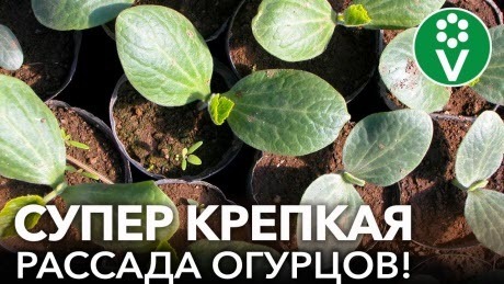 НИЗКАЯ И КРЕПКАЯ РАССАДА ОГУРЦОВ: 6 важных условий, которые нужно соблюдать