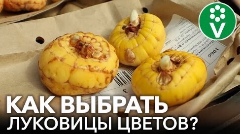 КАКИЕ ЛУКОВИЧНЫЕ ЦВЕТЫ ПОСАДИТЬ ВЕСНОЙ? На что обратить внимание при покупке луковиц и клубней