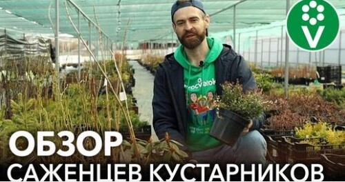 ВЫБИРАЕМ ЯГОДНЫЕ И ДЕКОРАТИВНЫЕ КУСТАРНИКИ