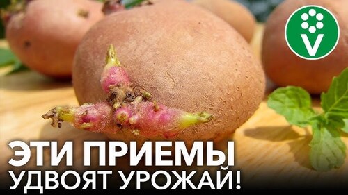 ЗОЛОТЫЕ ПРАВИЛА ПОДГОТОВКИ КЛУБНЕЙ КАРТОФЕЛЯ К ПОСАДКЕ!