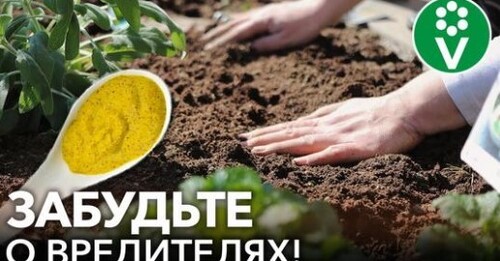 ВСЕ ПОЧВЕННЫЕ ВРЕДИТЕЛИ ПОГИБНУТ В МОМЕНТ! ПРОСТО НАСЫПЬТЕ ЭТО В ЛУНКУ