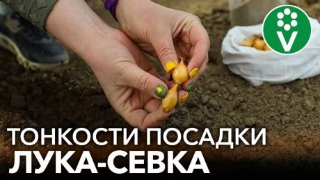 СДЕЛАЙТЕ ТАК ПРИ ПОСАДКЕ ЛУКА-СЕВКА ВЕСНОЙ для отличного урожая без болезней и вредителей