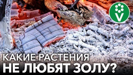 НИКОГДА НЕ КОРМИТЕ ЗОЛОЙ ЭТИ РАСТЕНИЯ! Как не лишиться урожая при подкормке золой