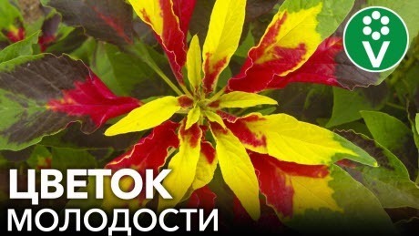 ЭТОТ ЦВЕТОК ПОДАРИТ БЕССМЕРТИЕ! Продлите молодость и укрепите здоровье, посадив это растение