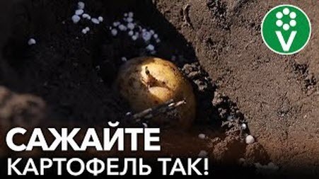 ЧТОБЫ КАРТОШКА УРОДИЛА, САЖАЙТЕ ЕЕ ТАК! Как и когда посадить картофель