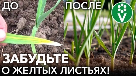 ПОЖЕЛТЕЛ ЧЕСНОК? Сделайте ЭТО и он снова станет изумрудно-зелёным