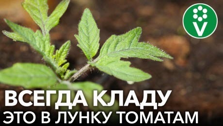 ЧТО ПОЛОЖИТЬ В ЛУНКУ ПРИ ПОСАДКЕ ТОМАТОВ? Любимые удобрения помидоров после пересадки