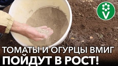 РАССАДА ПОСЛЕ ПЕРЕСАДКИ БЫСТРО ПОЙДЕТ В РОСТ, ЕСЛИ ДОБАВИТЬ ЭТО В ГРУНТ!