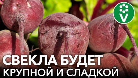 КОГДА ПОСЕЯТЬ СВЕКЛУ ВЕСНОЙ И ЧЕМ ПОДКОРМИТЬ СРАЗУ ПОСЛЕ ВСХОДОВ? Секреты большого урожая свеклы