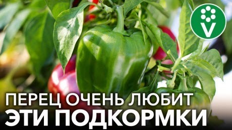 ГЛАВНЫЕ ПОДКОРМКИ ПЕРЦА ДЛЯ РОСТА И УРОЖАЯ! Чем подкормить перец, чтобы он рос крепким и урожайным