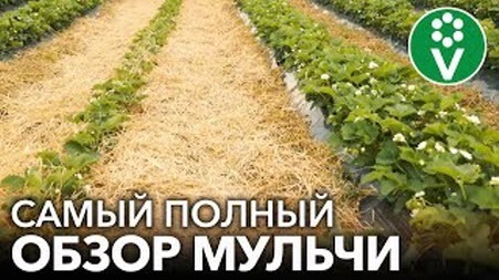 СОЛОМА, ТРАВА ИЛИ ОПИЛКИ? Чем лучше замульчировать грядки под клубнику, чеснок, картошку