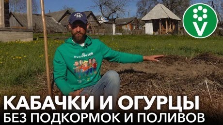 ЧУДО-ГРЯДКА ДЛЯ КАБАЧКОВ И ОГУРЦОВ: огромный урожай без подкормок, поливов, прополок