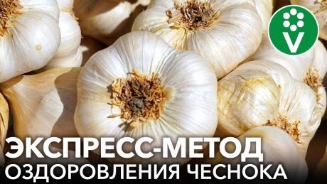 Зачем опытные агрономы САЖАЮТ ЧЕСНОК ЦЕЛЫМИ ГОЛОВКАМИ? Результат вас поразит!