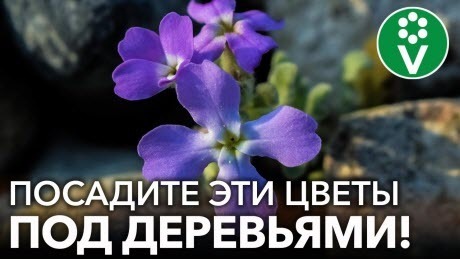 ЧТО ПОСАДИТЬ ПОД ЯБЛОНЕЙ? Эти цветы украсят сад, отпугнут вредителей и увеличат урожай!