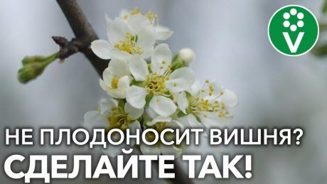 ЦВЕТЫ ЕСТЬ, А ВИШЕН НЕТ? Вот почему ВИШНЯ не плодоносит!