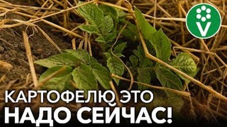 ДЛЯ МОЩНОГО УРОЖАЯ КАРТОФЕЛЯ, сделайте так в ИЮНЕ!