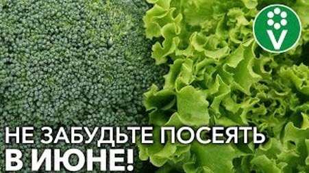 ЕЩЕ НЕ ПОЗДНО ПОСЕЯТЬ ЭТИ ОВОЩИ В ИЮНЕ! Что посеять в июне для отличного урожая