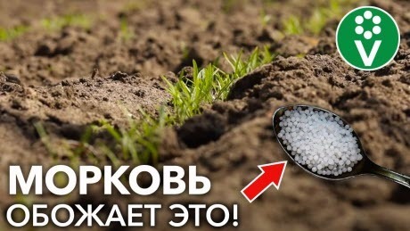 ПОДКОРМИТЕ ЭТИМ МОРКОВЬ СРАЗУ ПОСЛЕ ВСХОДОВ И ОНА ВЫРАСТЕТ КРУПНОЙ И СЛАДКОЙ! 