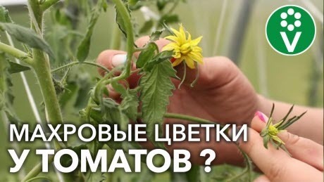 УДАЛИТЕ ЭТИ ЦВЕТЫ У ТОМАТОВ СРАЗУ КАК УВИДИТЕ! Причины МАХРОВОСТИ цветков и последствия