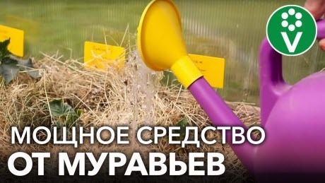 ВЫГНАЛА МУРАВЬЕВ ИЗ ТЕПЛИЦЫ БЕЗ ХИМИИ! 2 органических и действительно работающих