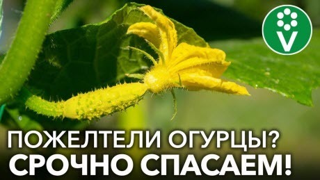 ЖЕЛТЕЮТ И ОПАДАЮТ ЗАВЯЗИ ОГУРЦОВ? Принимайте срочные меры, чтобы спасти урожай!