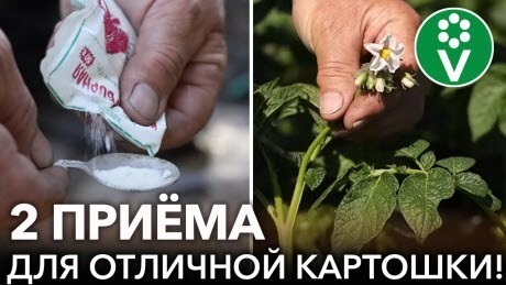 УВЕЛИЧЬТЕ УРОЖАЙ КАРТОФЕЛЯ НА 40% ЗА 5 МИНУТ! 2 простых приёма для более крупного и лёжкого урожая