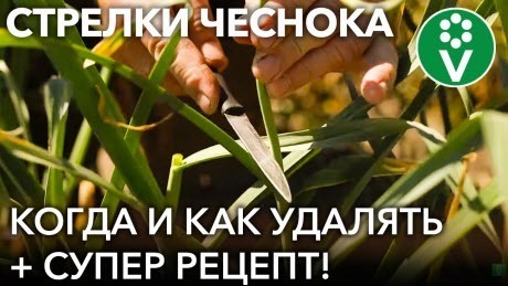 НЕ ВЫЛАМЫВАЙТЕ СТРЕЛКИ У ЧЕСНОКА, пока не посмотрите это видео! 