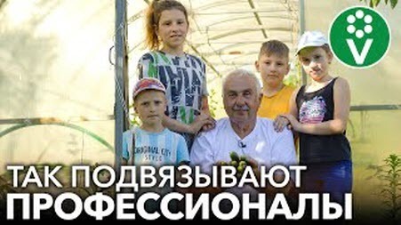 САМЫЙ ЛЕГКИЙ И НАДЕЖНЫЙ СПОСОБ ПОДВЯЗКИ ОГУРЦОВ В ТЕПЛИЦЕ