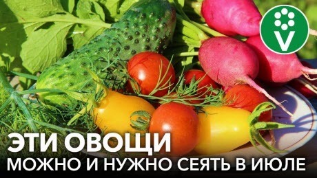 ЕЩЕ НЕ ПОЗДНО ПОСЕЯТЬ В ИЮЛЕ! 