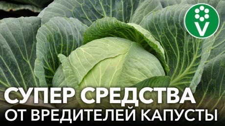 НА МОЕЙ КАПУСТЕ НЕТ ВРЕДИТЕЛЕЙ И ВОТ ПОЧЕМУ!