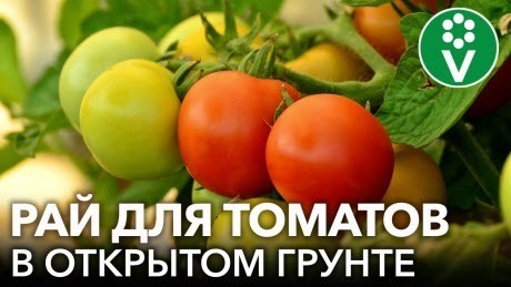 Как получить МАКСИМАЛЬНЫЙ УРОЖАЙ ТОМАТОВ в открытом грунте без использования химии