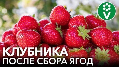 СДЕЛАЙТЕ ЭТО С КЛУБНИКОЙ ПОСЛЕ СБОРА УРОЖАЯ