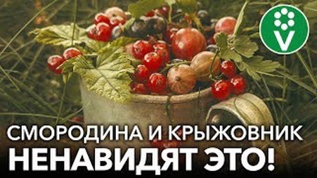 ЧТО НЕ ЛЮБЯТ КРЫЖОВНИК И СМОРОДИНА