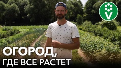 ОГОРОД, НА КОТОРОМ ВСЕ СОЗРЕВАЕТ И РАСТЕТ! 