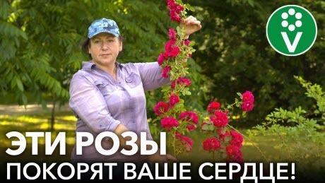 5 СОРТОВ РОЗ, КОТОРЫЕ ДОЛЖНЫ РАСТИ В ЛЮБОМ САДУ! 