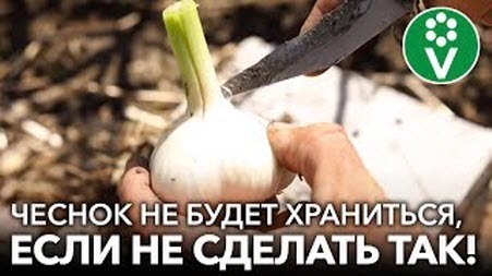 ОБЯЗАТЕЛЬНО СДЕЛАЙТЕ ЭТО С ЧЕСНОКОМ И ЛУКОМ ПОСЛЕ ВЫКОПКИ, и они будут хорошо хранится всю зиму