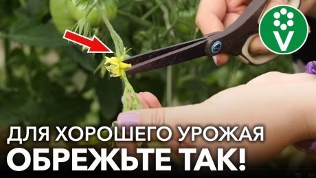 ОБЯЗАТЕЛЬНО УДАЛИТЕ ЭТИ ЛИСТЬЯ НА ТОМАТАХ